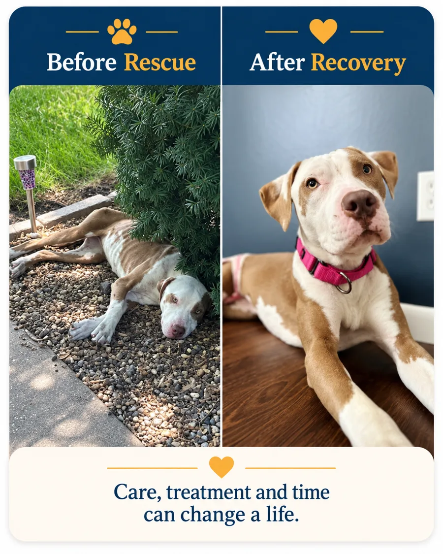 Before-and-after illustration 2: a dog before rescue and after recovery, captioned "Care, treatment and time can change a life."