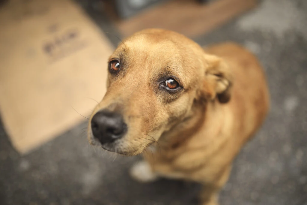 A tan dog looking up at the camera